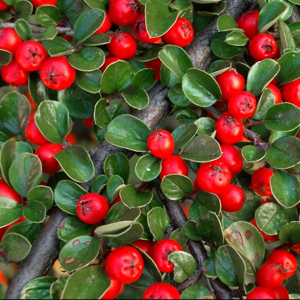 Cotoneaster horizontalis - Image 1