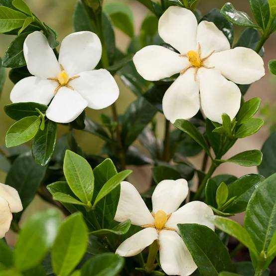 Gardenia d'extérieur 'Kleim's Hardy' - Image 4