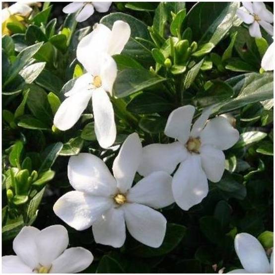 Gardenia d'extérieur 'Kleim's Hardy' - Image 2