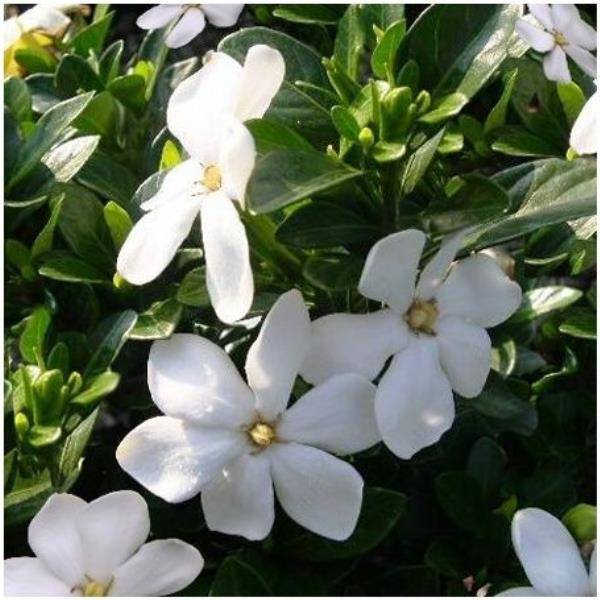 Gardenia d'extérieur 'Kleim's Hardy' - Image 2