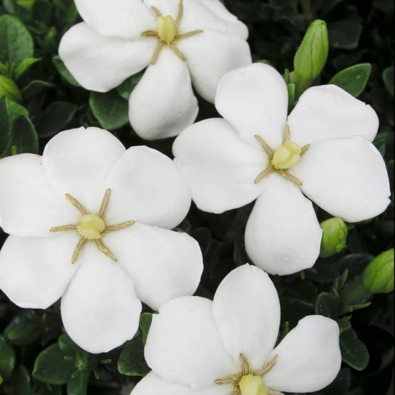 Gardenia d'extérieur 'Kleim's Hardy' - Image 3