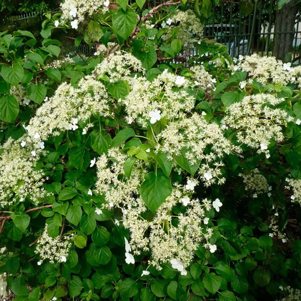 Hortensia grimpant - Hydrangea Petiolaris