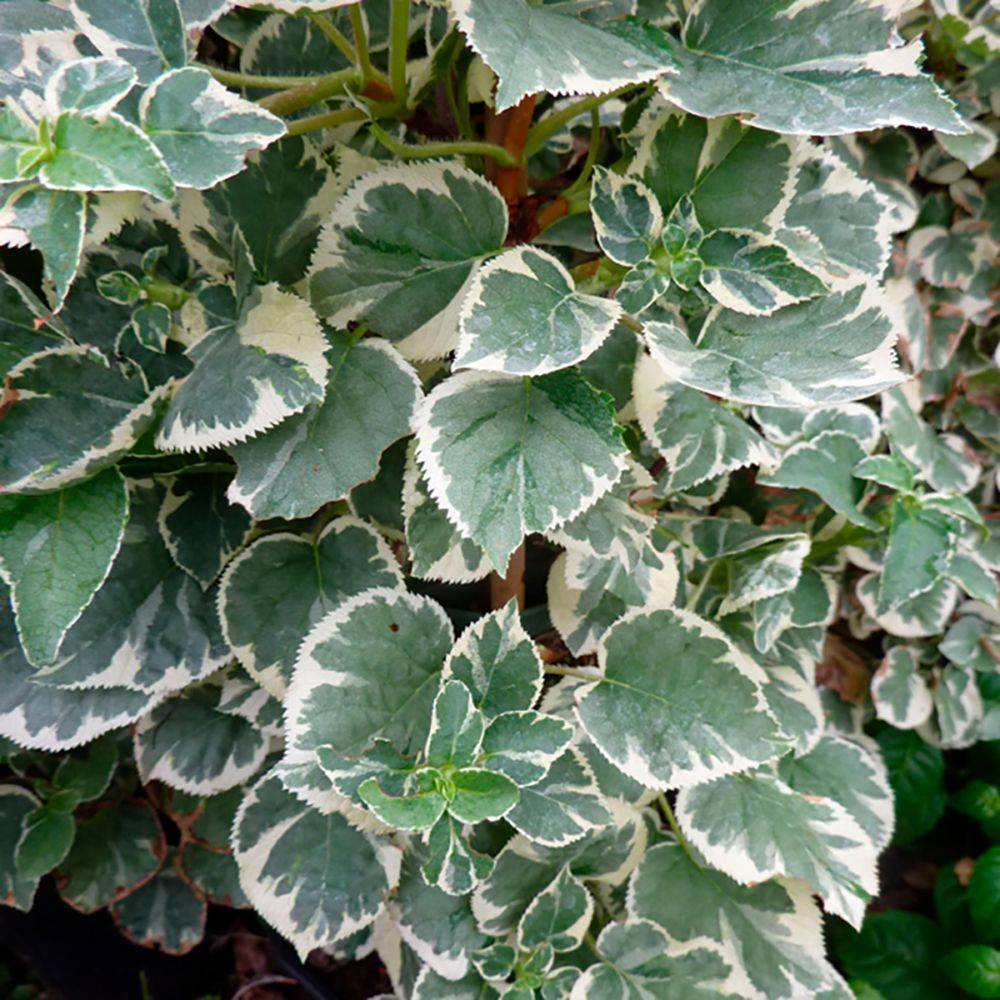 Hortensia grimpant Silver Lining®