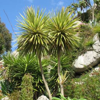 Cordyline australe