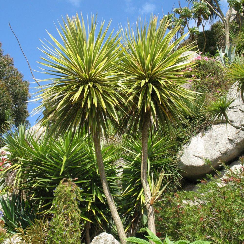 Cordyline australe - Image 1