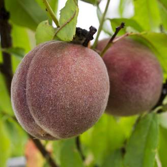 Kit de haie fruitière classique