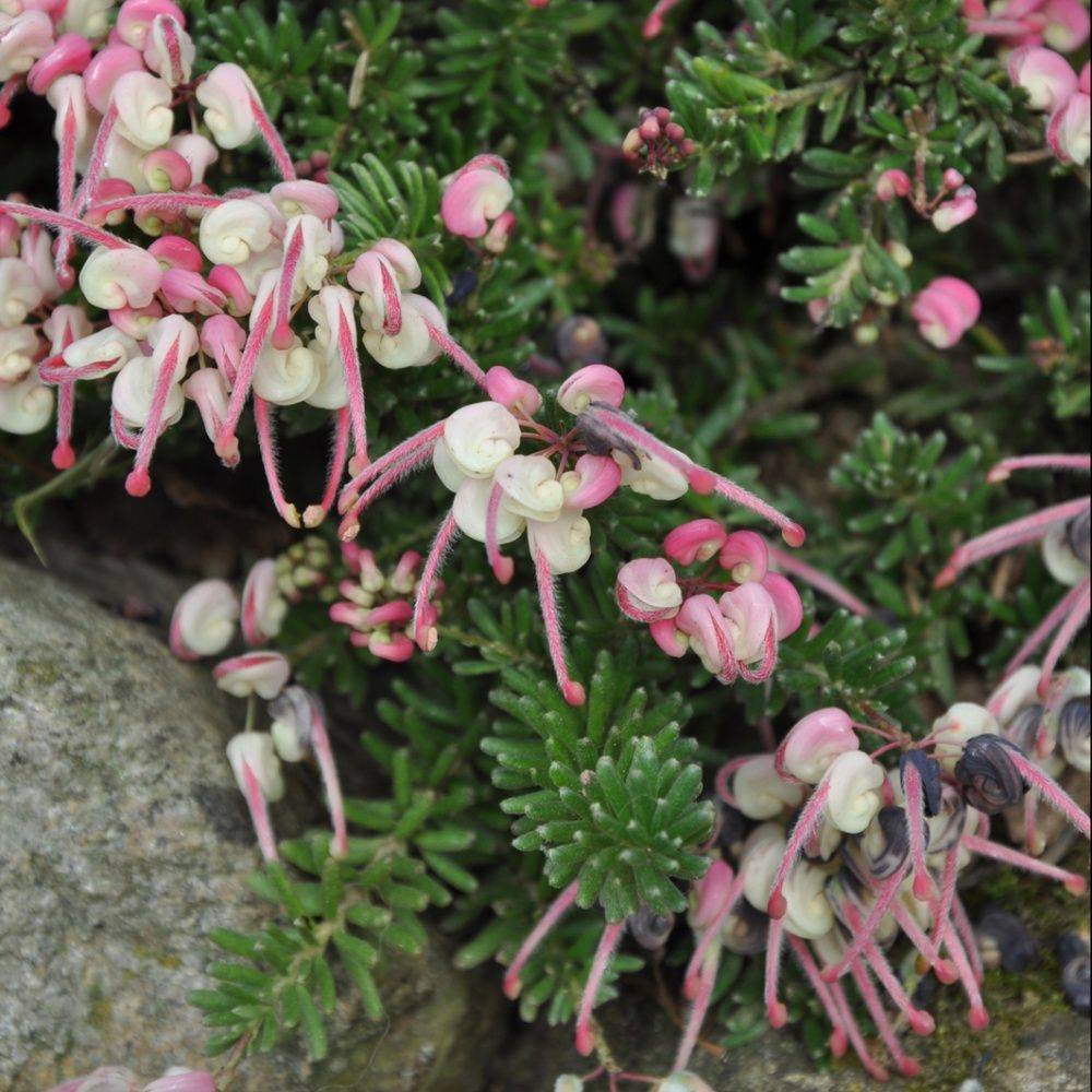 Grévilléa 'Mount tamboritha'