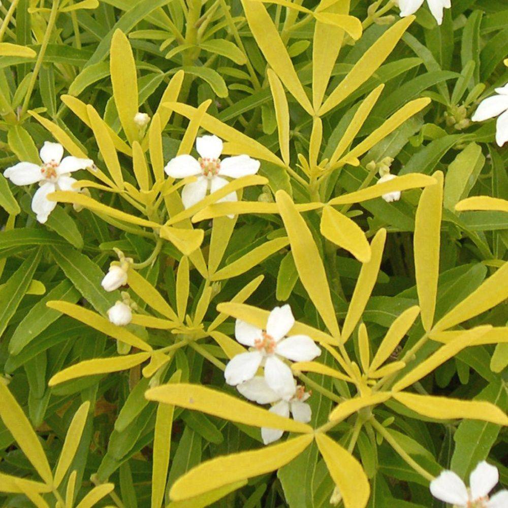 Oranger du Mexique 'Aztec gold'