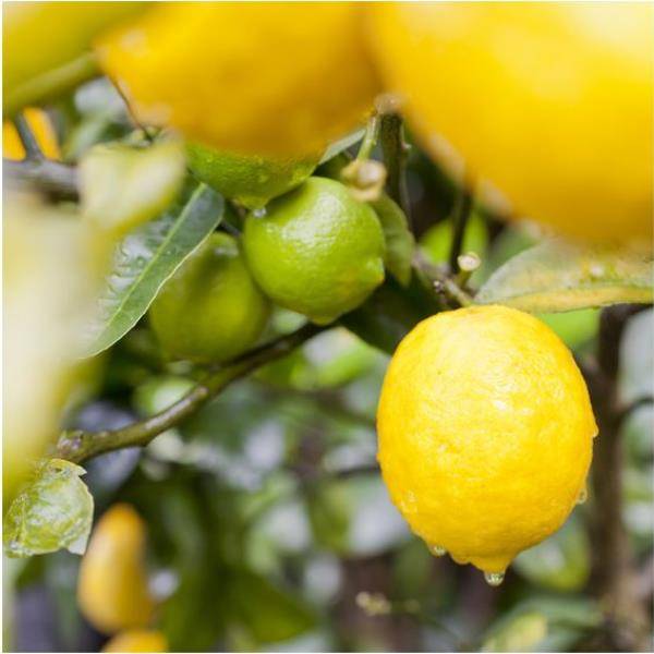 Citronnier des 4 Saisons - Image 3