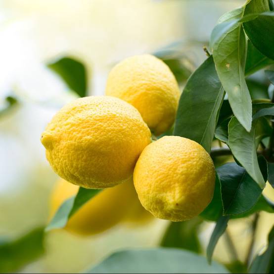 Citronnier des 4 Saisons - Image 2