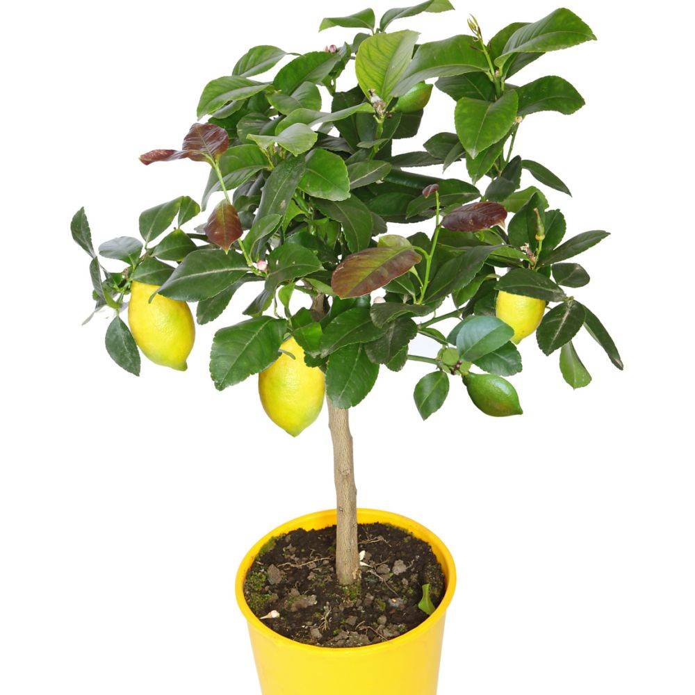 Citronnier des 4 Saisons - Image 1