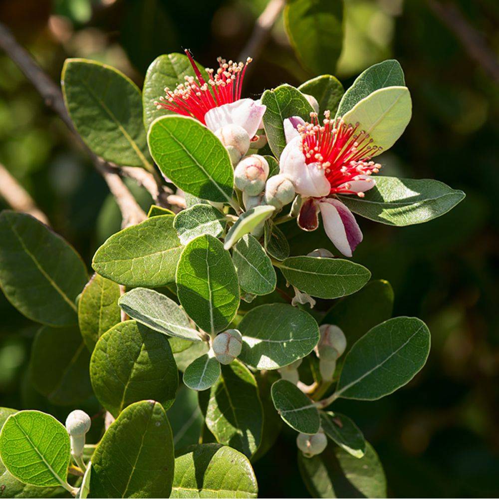 Goyavier du Brésil - Feijoa sellowiana