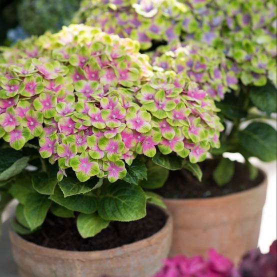 Hortensia Magical® 'Amethyst' rose - Image 5