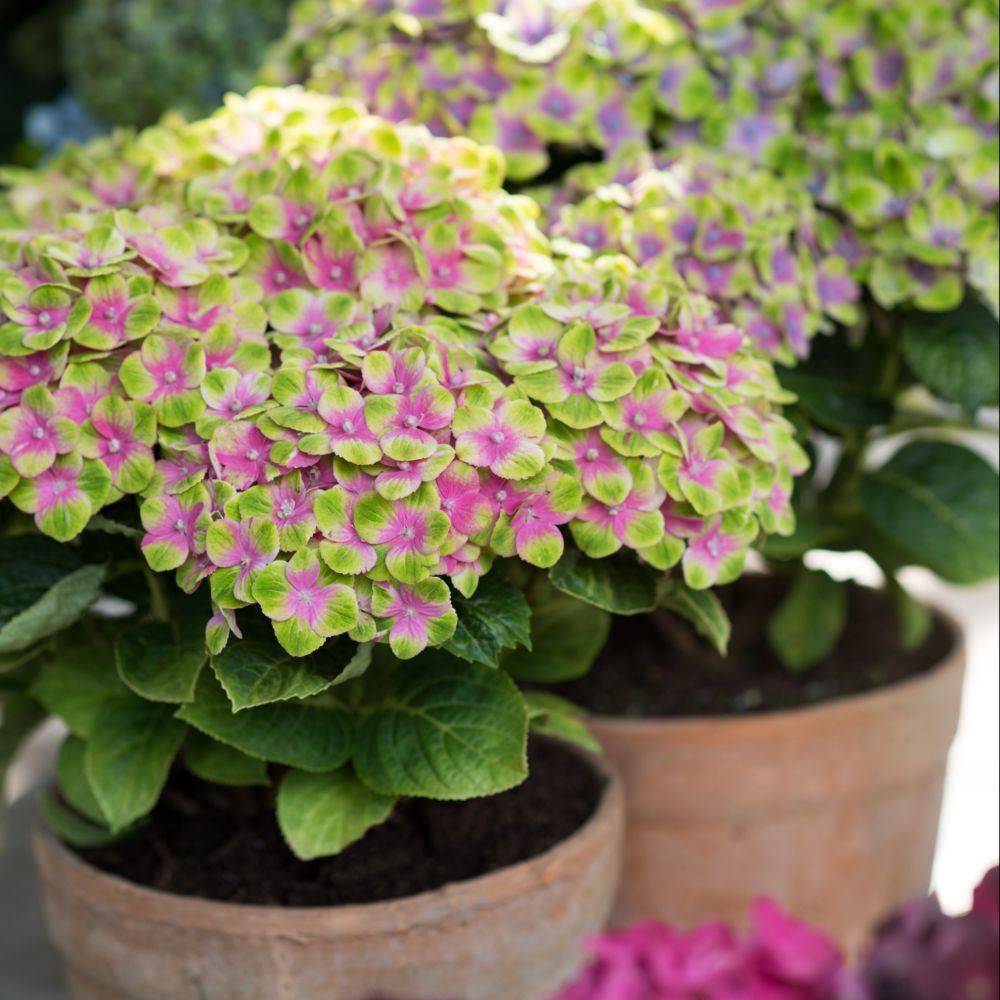 Hortensia Magical® 'Amethyst' rose - Image 5