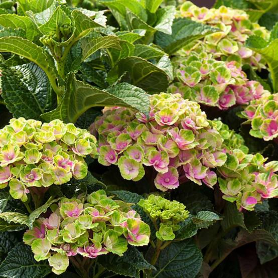 Hortensia Magical® 'Amethyst' rose - Image 2