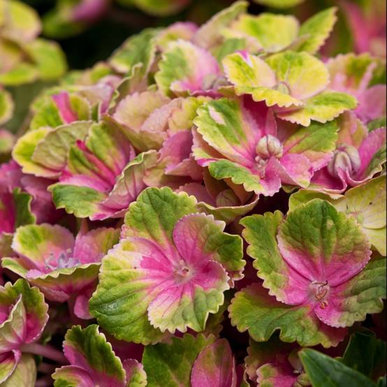 Hortensia Magical® 'Amethyst' rose - Image 3