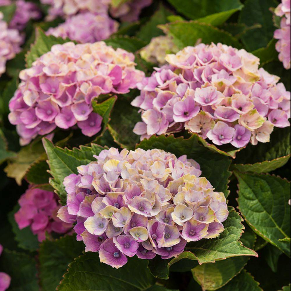 Hortensia Magical® 'Amethyst' rose - Image 6