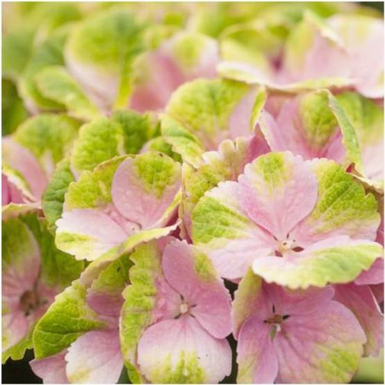 Hortensia Magical® 'Amethyst' rose - Image 1