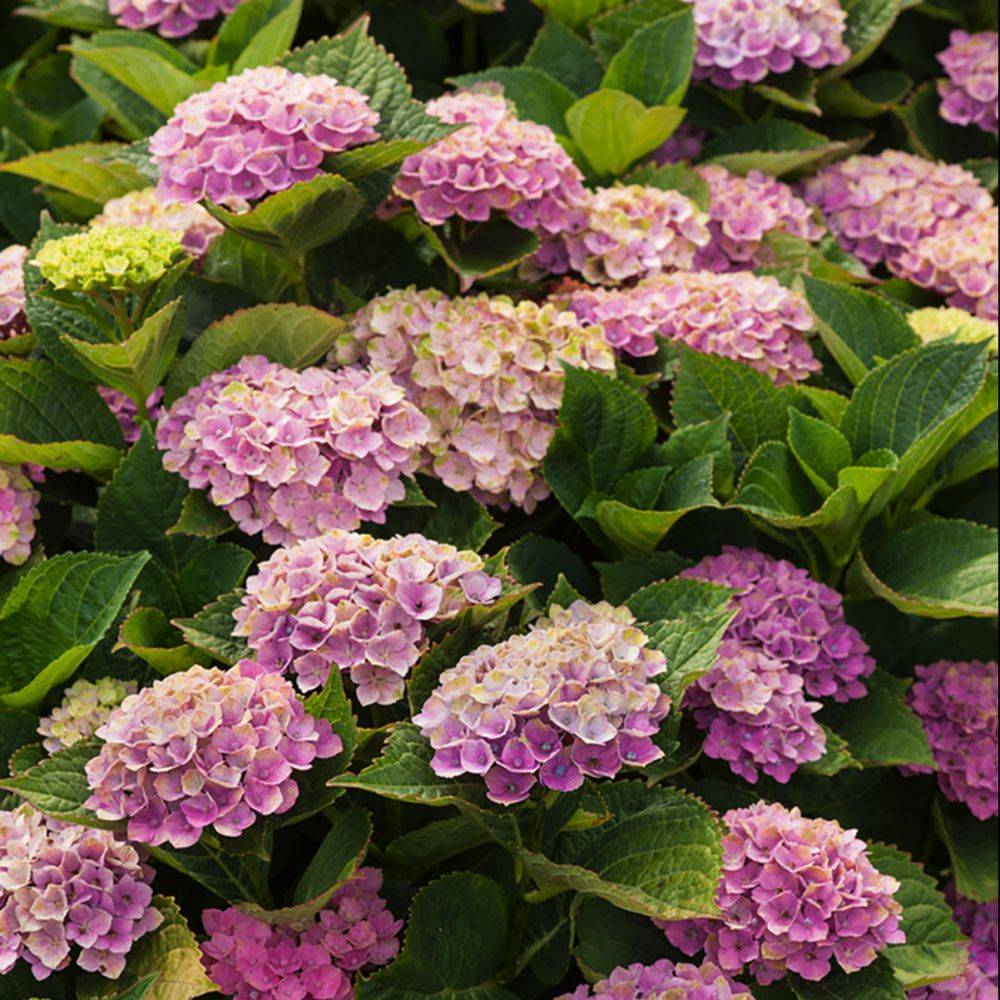 Hortensia Magical® 'Amethyst' rose - Image 7