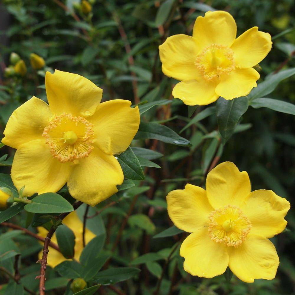 Millepertuis 'Hidcote' - Image 3