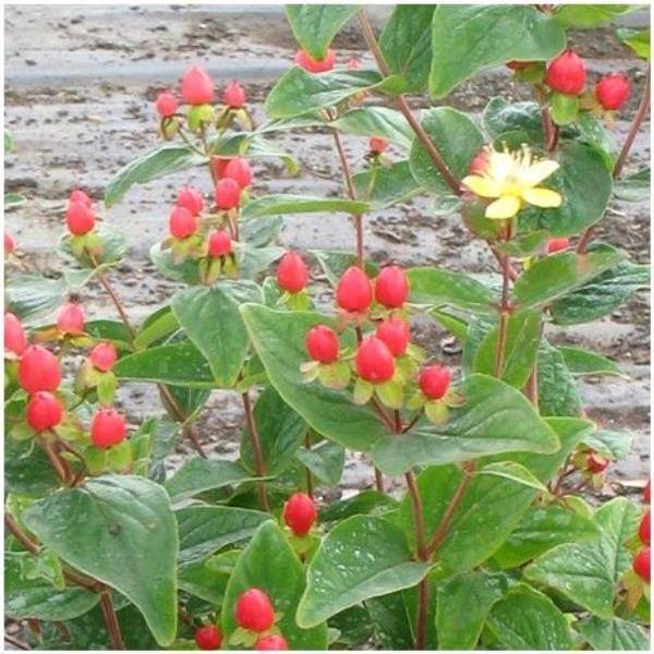 Millepertuis  'Magical Flame'