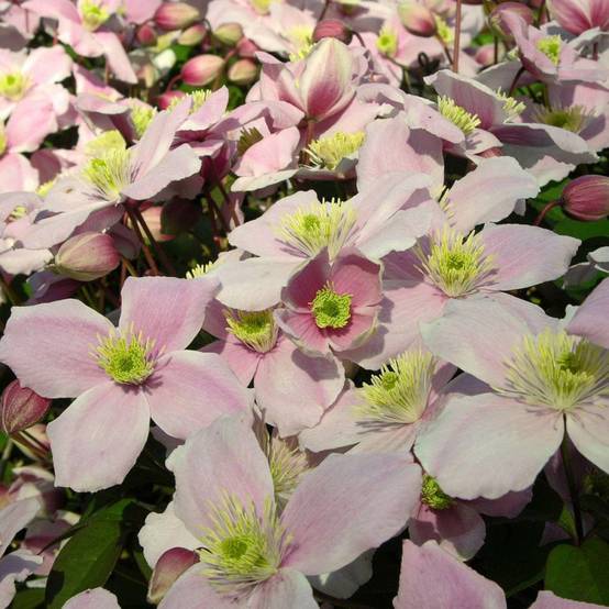 Clématite montana 'Pink Perfection'