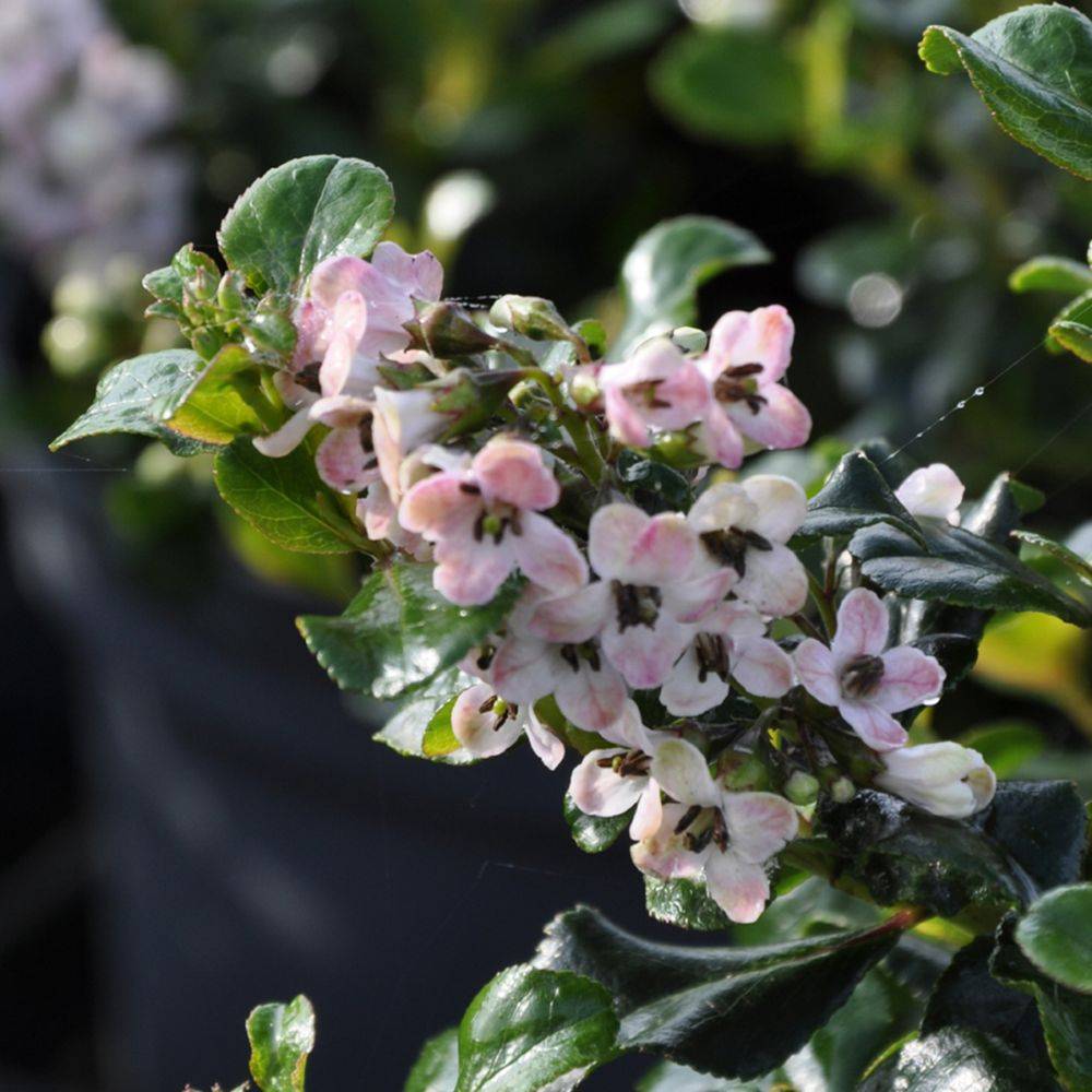 Escallonia x Apple blossom - Image 2