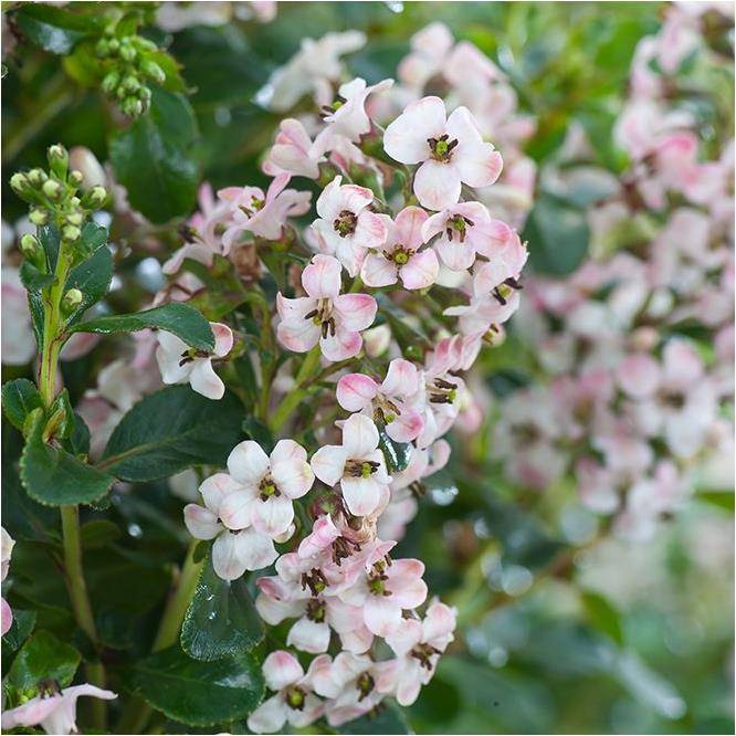 Escallonia x Apple blossom - Image 3