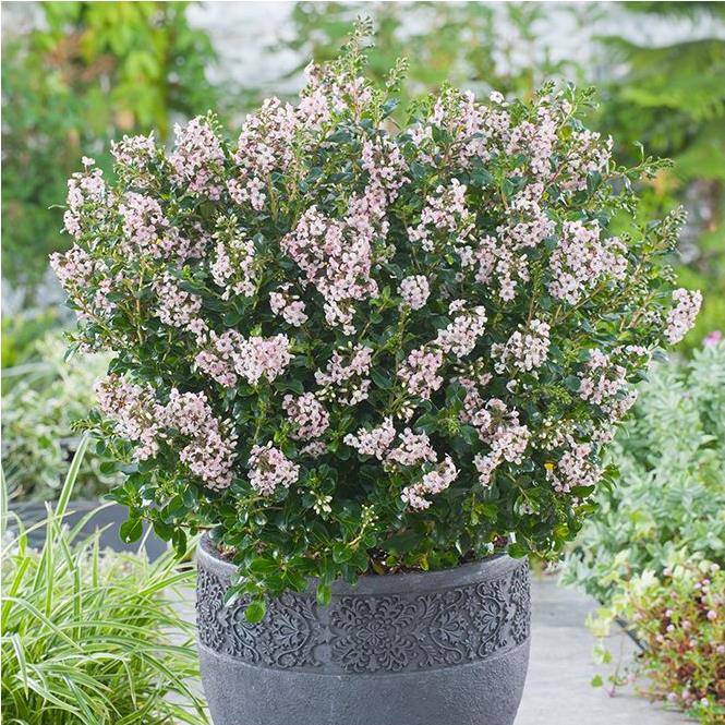 Escallonia x Apple blossom - Image 1