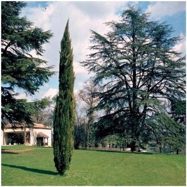 Cyprès d'Italie 'Stricta' - Image 4