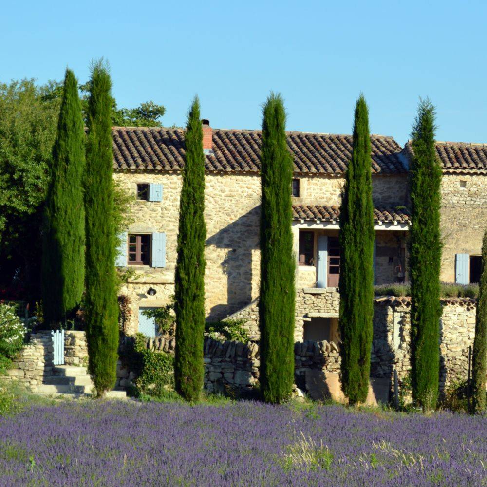 Cyprès d'Italie 'Stricta' - Image 1