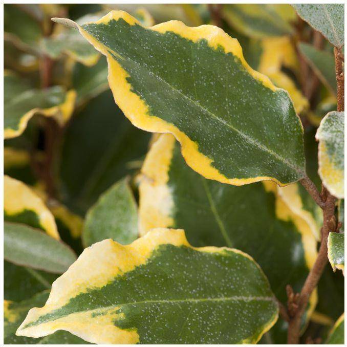 Elaeagnus ebbingei 'Viveleg' - Image 2
