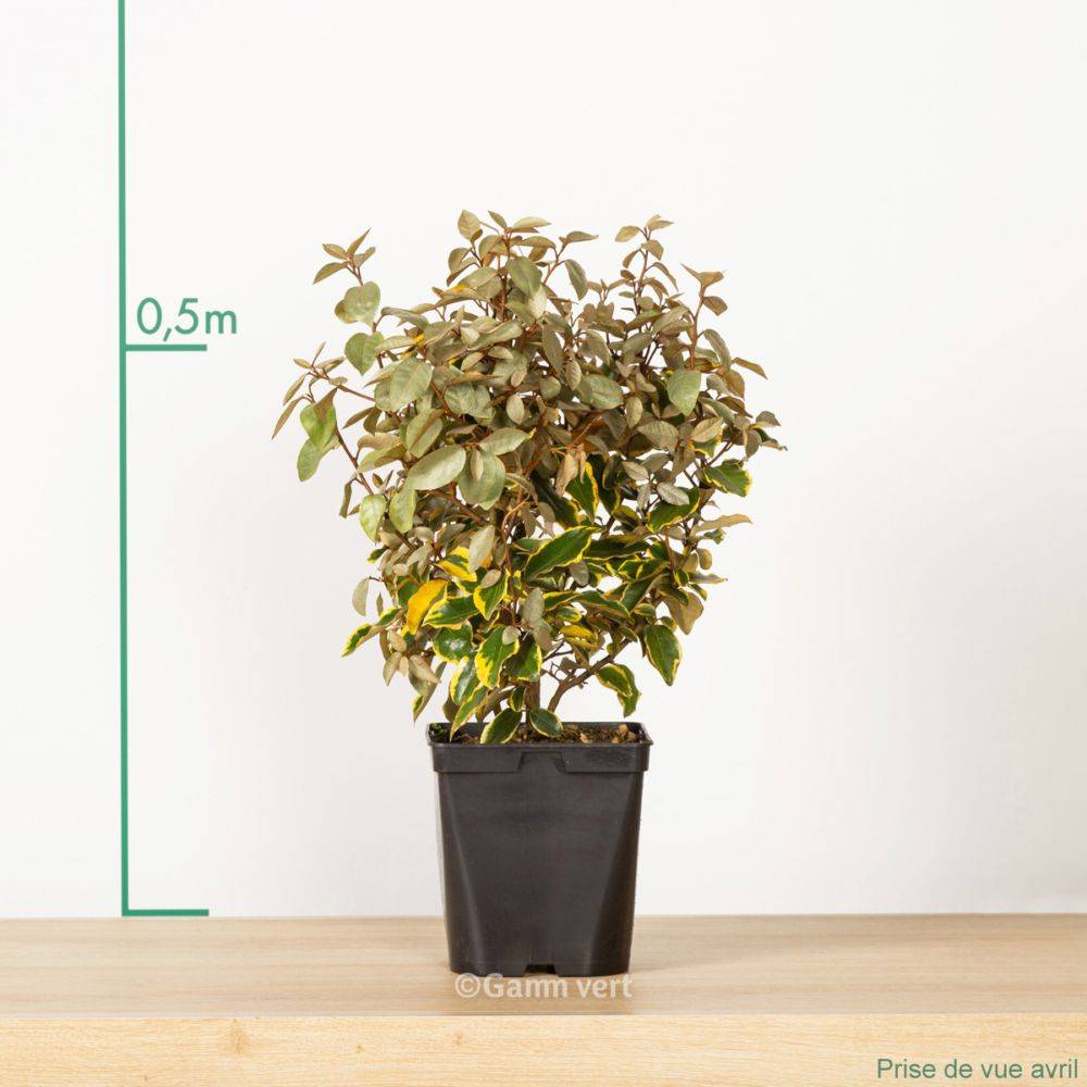 Elaeagnus ebbingei 'Viveleg' - Image 5