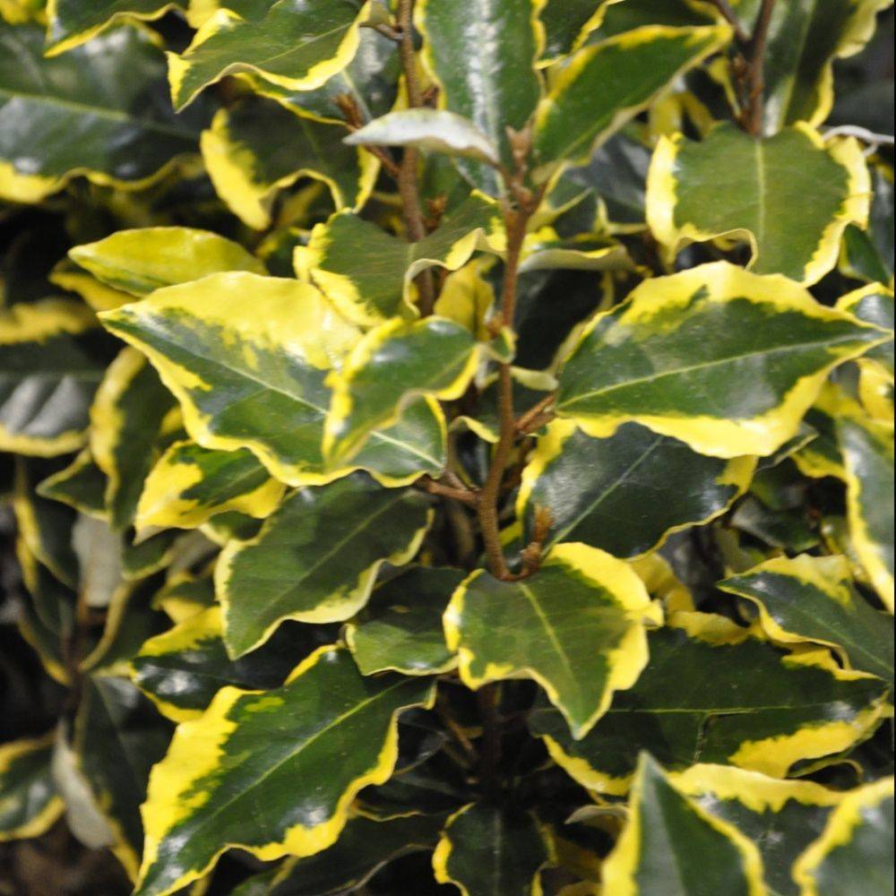Elaeagnus ebbingei 'Viveleg' - Image 1