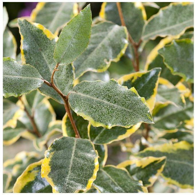 Elaeagnus ebbingei 'Viveleg' - Image 3