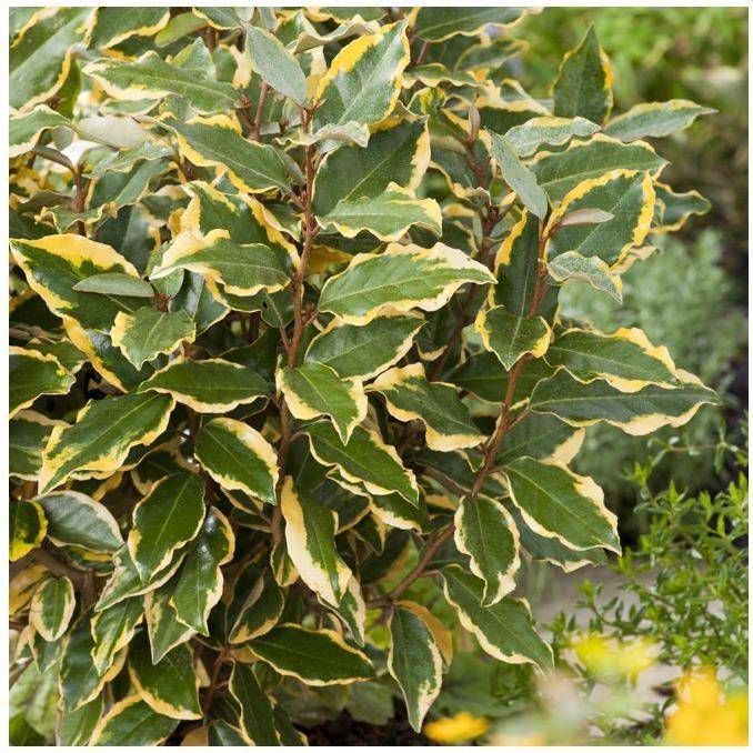 Elaeagnus ebbingei 'Viveleg' - Image 4