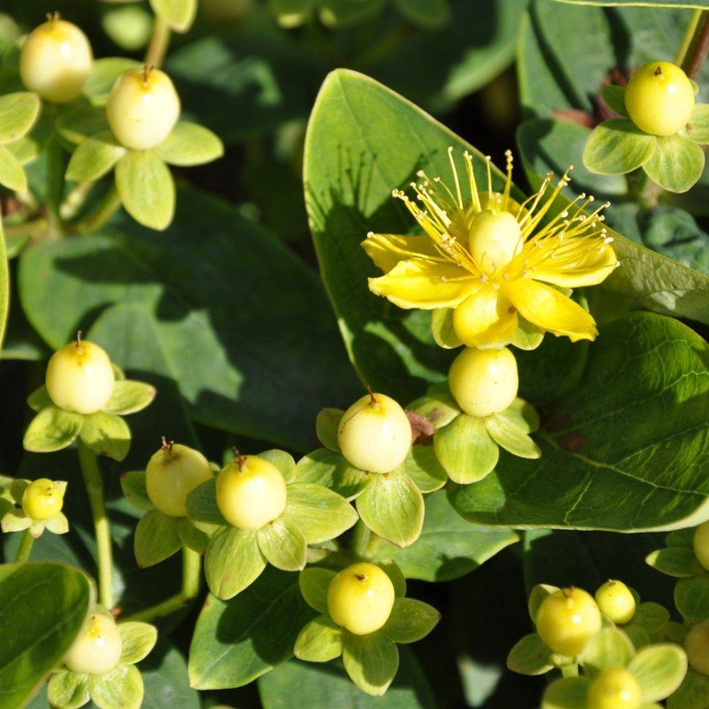 Millepertuis 'Magical sunshine'