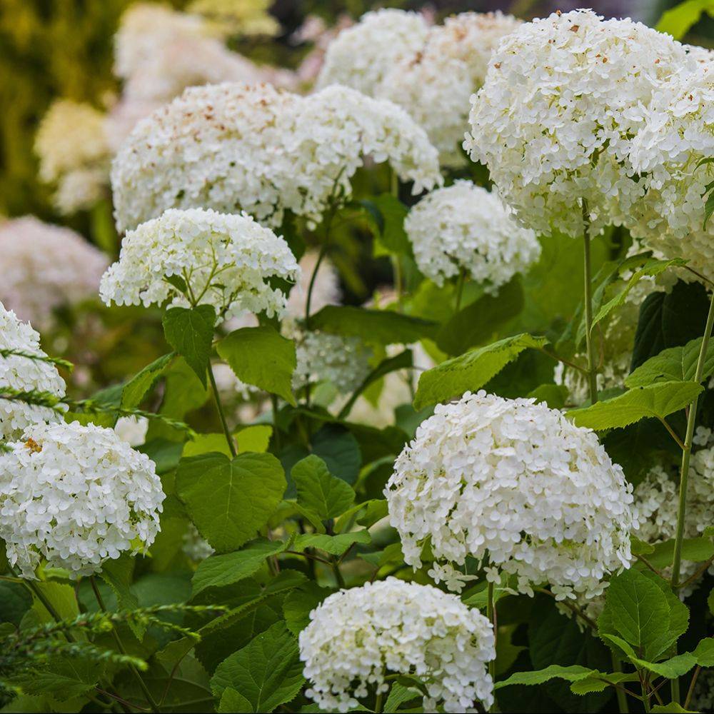 Hortensia Annabelle - Image 5
