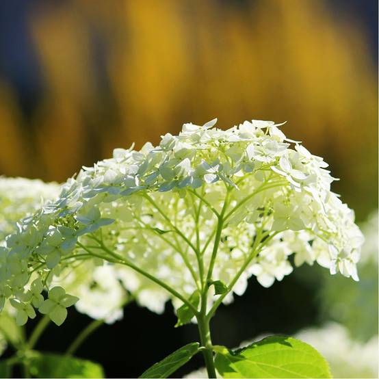 Hortensia Annabelle - Image 1