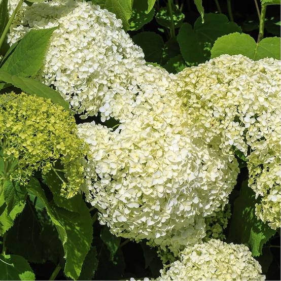 Hortensia Annabelle - Image 6