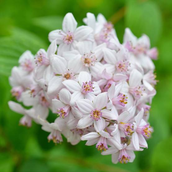 DEUTZIA 'Mont Rose' hauteur de 50 à 60 cm en pot de 4 litres rond carré - Image 2