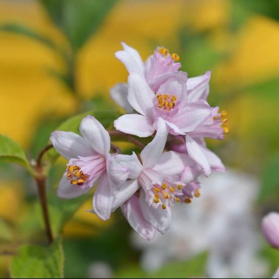 DEUTZIA 'Mont Rose' hauteur de 50 à 60 cm en pot de 4 litres rond carré - Image 3