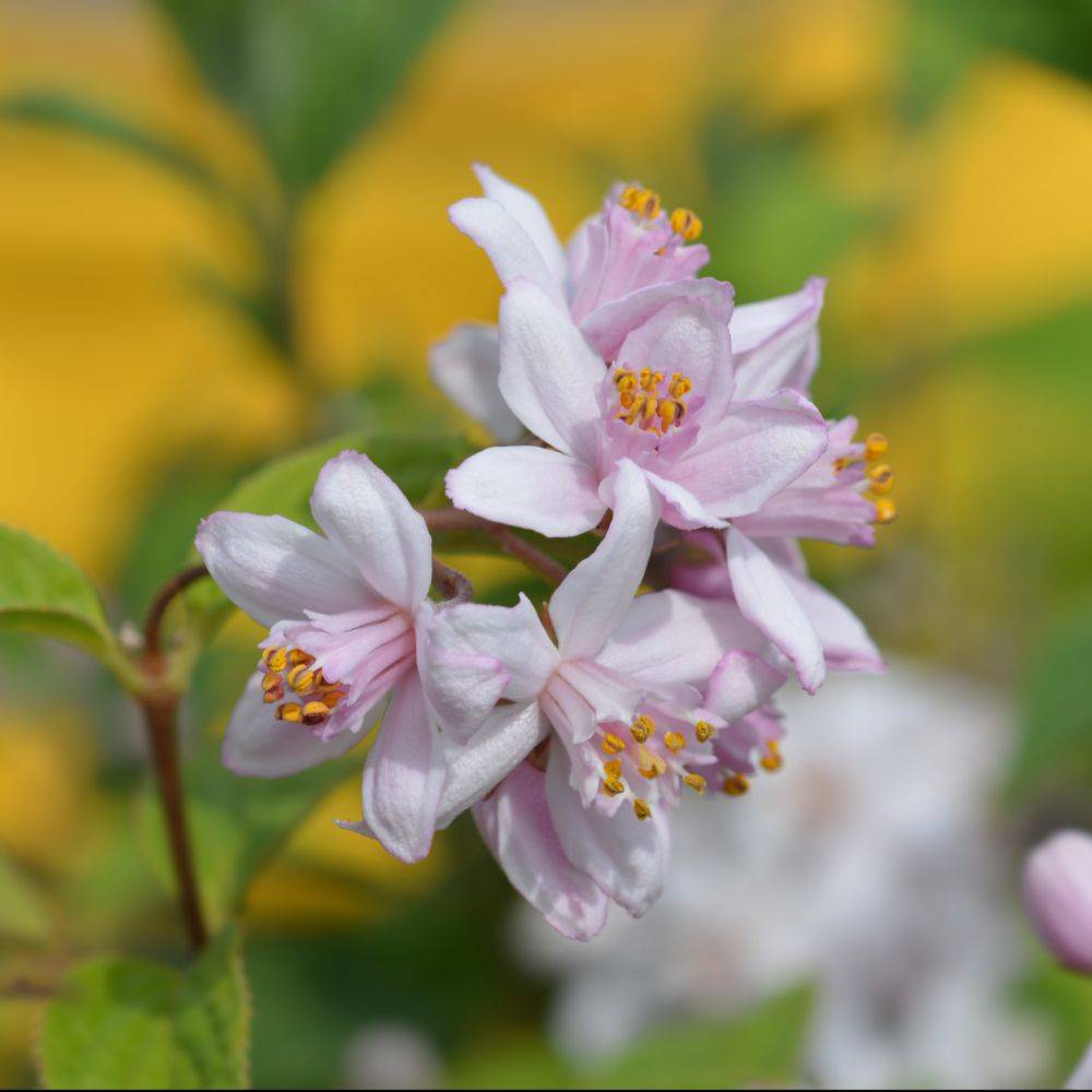 DEUTZIA 'Mont Rose' hauteur de 50 à 60 cm en pot de 4 litres rond carré - Image 3