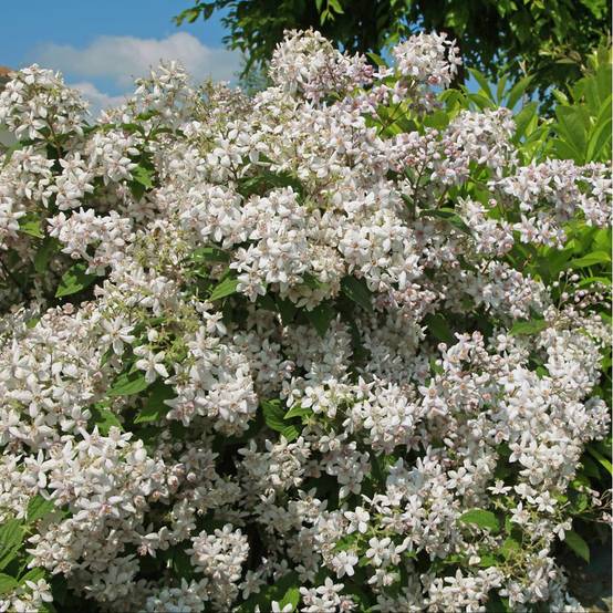 DEUTZIA 'Mont Rose' hauteur de 50 à 60 cm en pot de 4 litres rond carré - Image 1