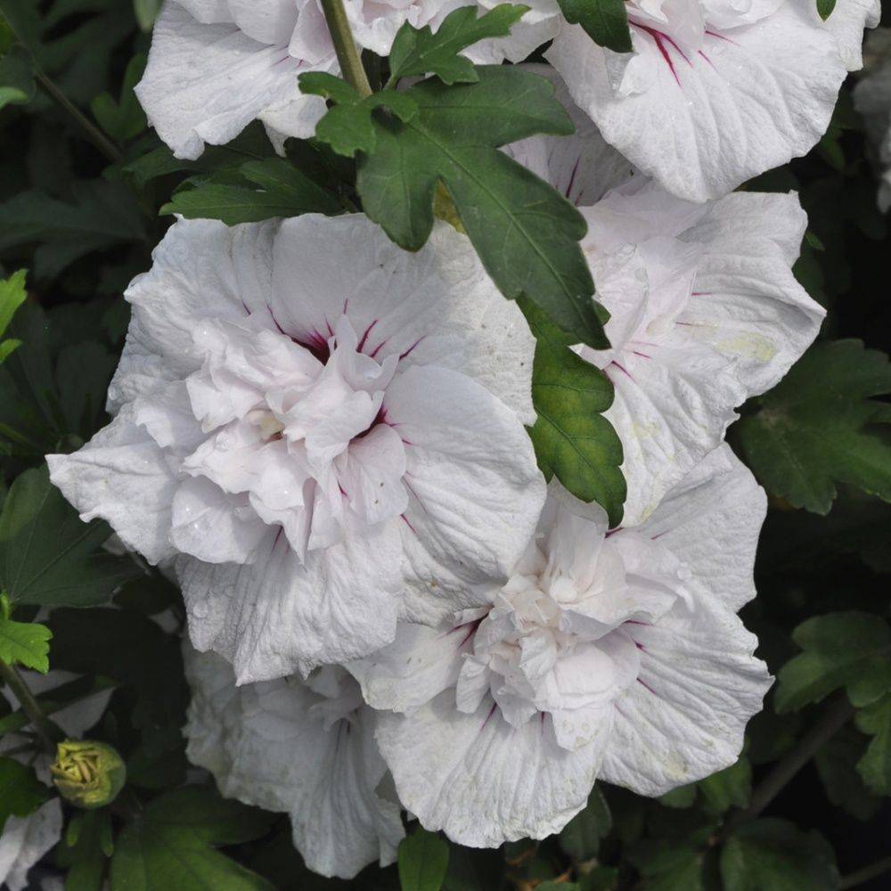 Hibiscus syriacus 'China chiffon'