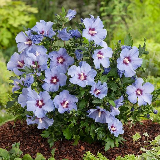 Hibiscus syriacus 'Marina' - Image 2
