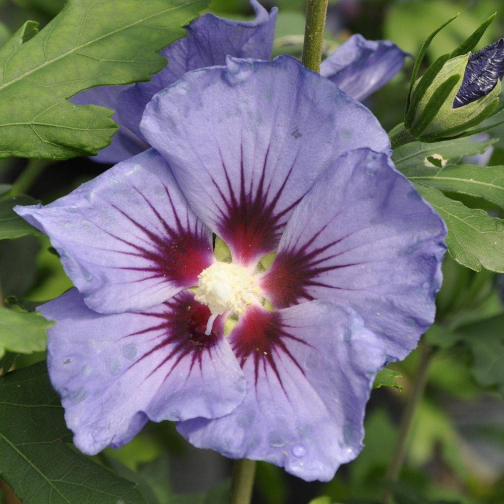 Hibiscus syriacus 'Marina' - Image 3