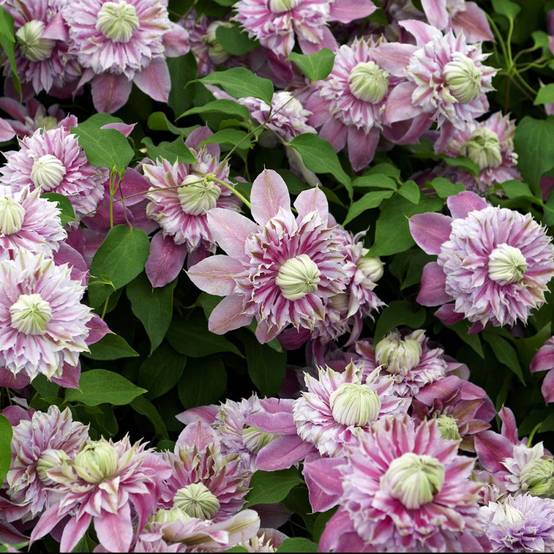 Clématite 'Josephine®'
