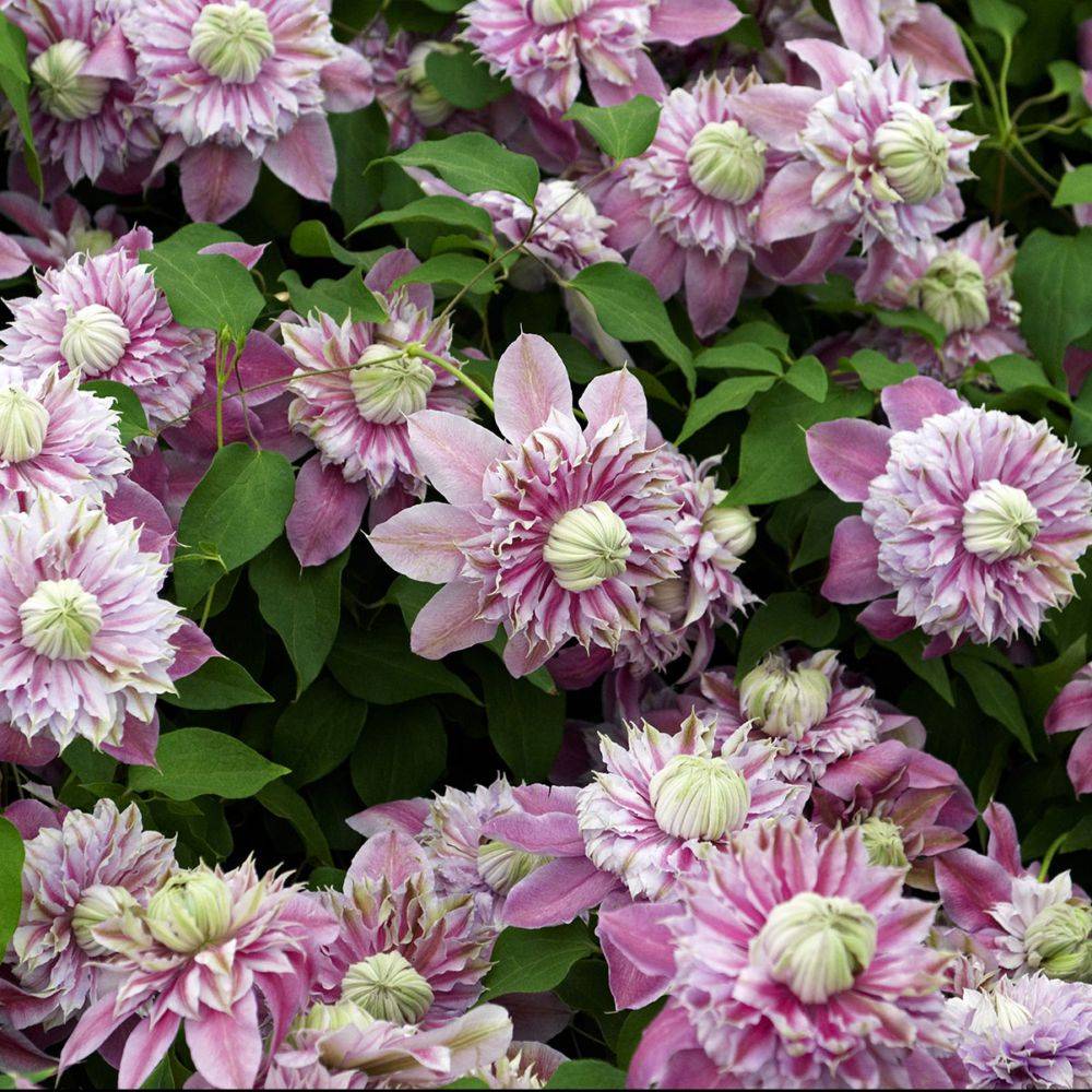 Clématite 'Josephine®'