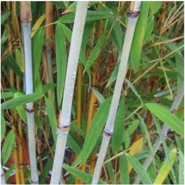 bambus strohhalm splmaschine Plastikfreie Strohhalme aus Bambus - 100% Naturprodukt